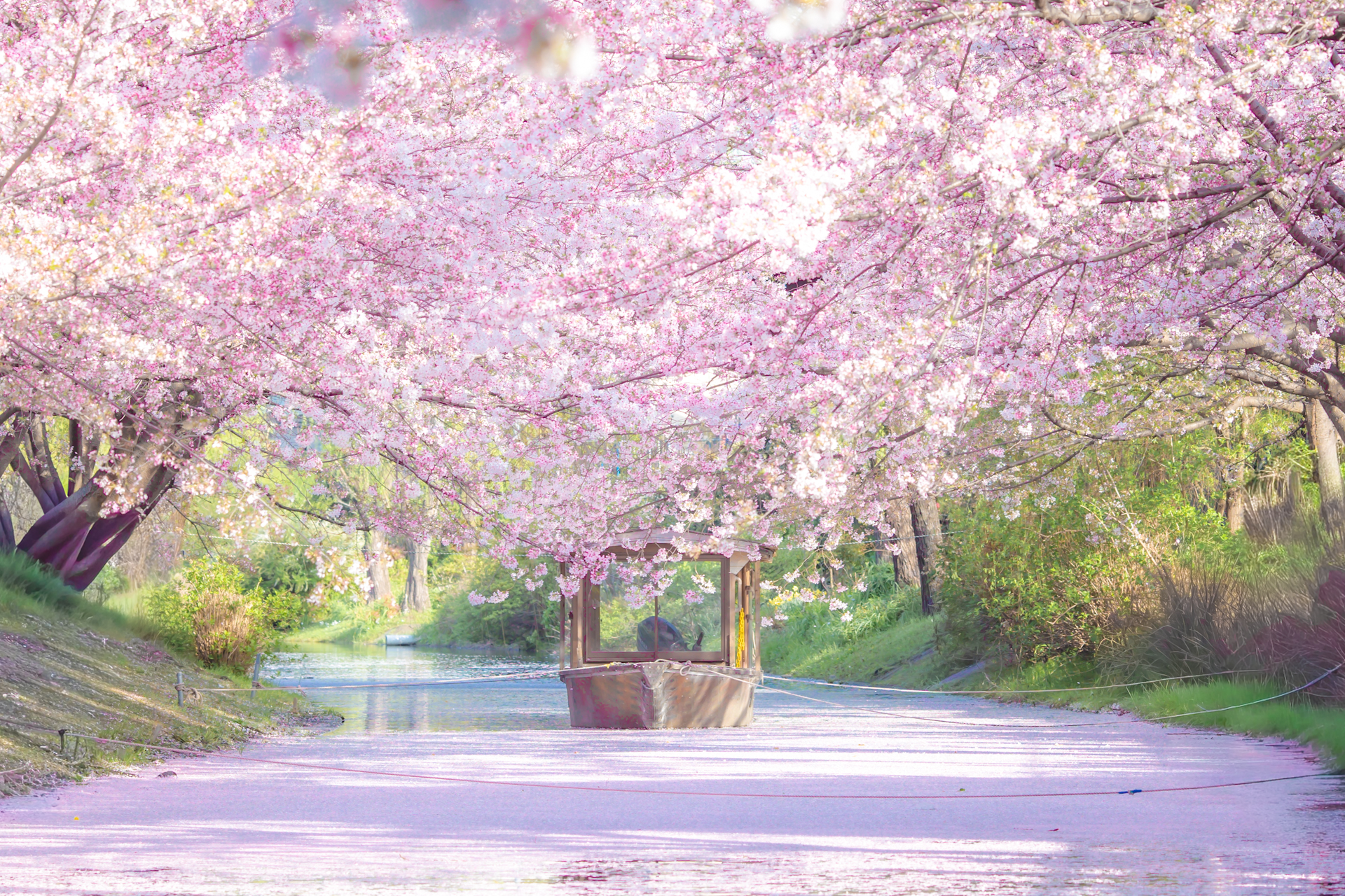 伏見十石舟の桜