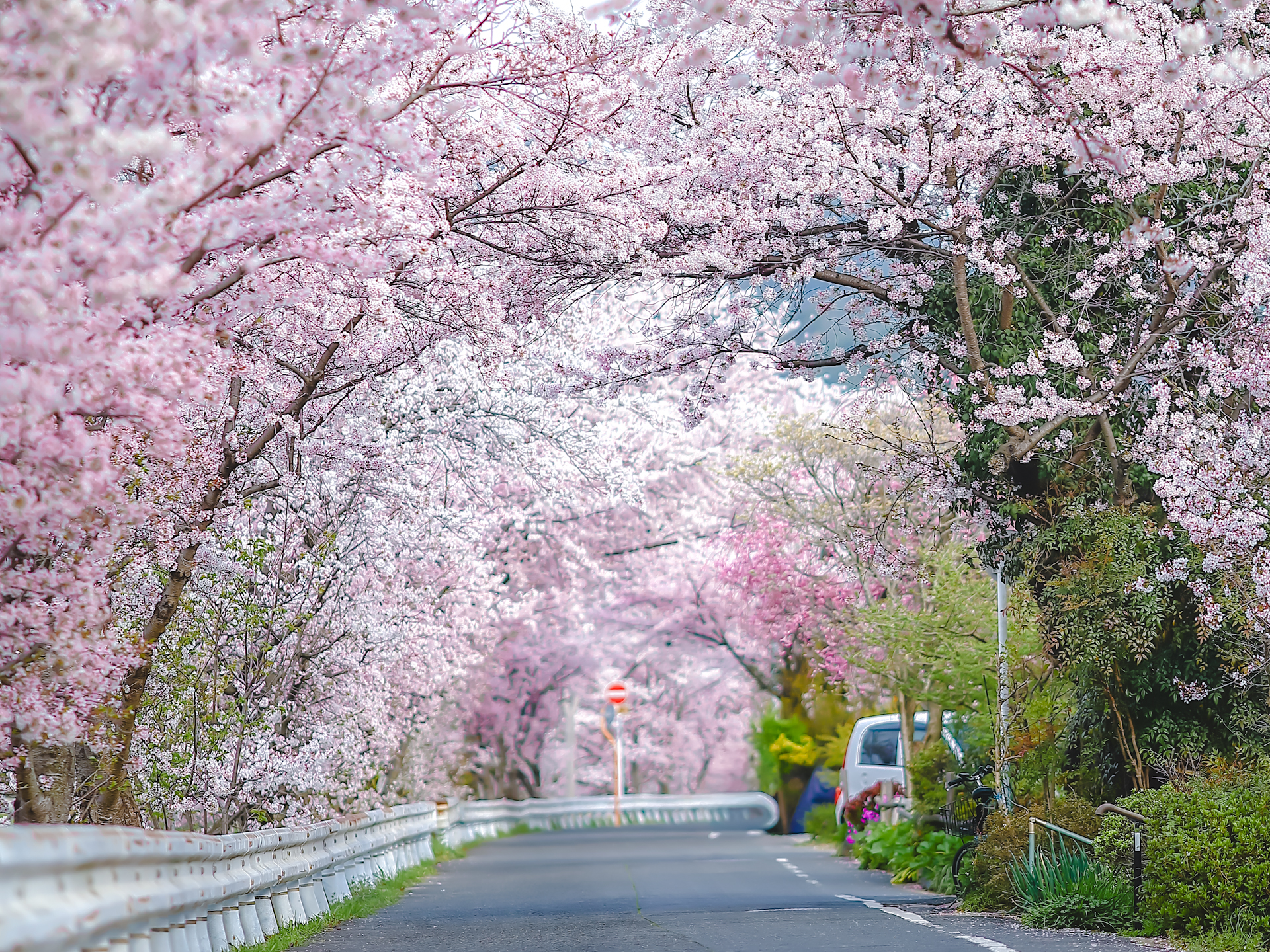 賀茂川沿いの桜並木