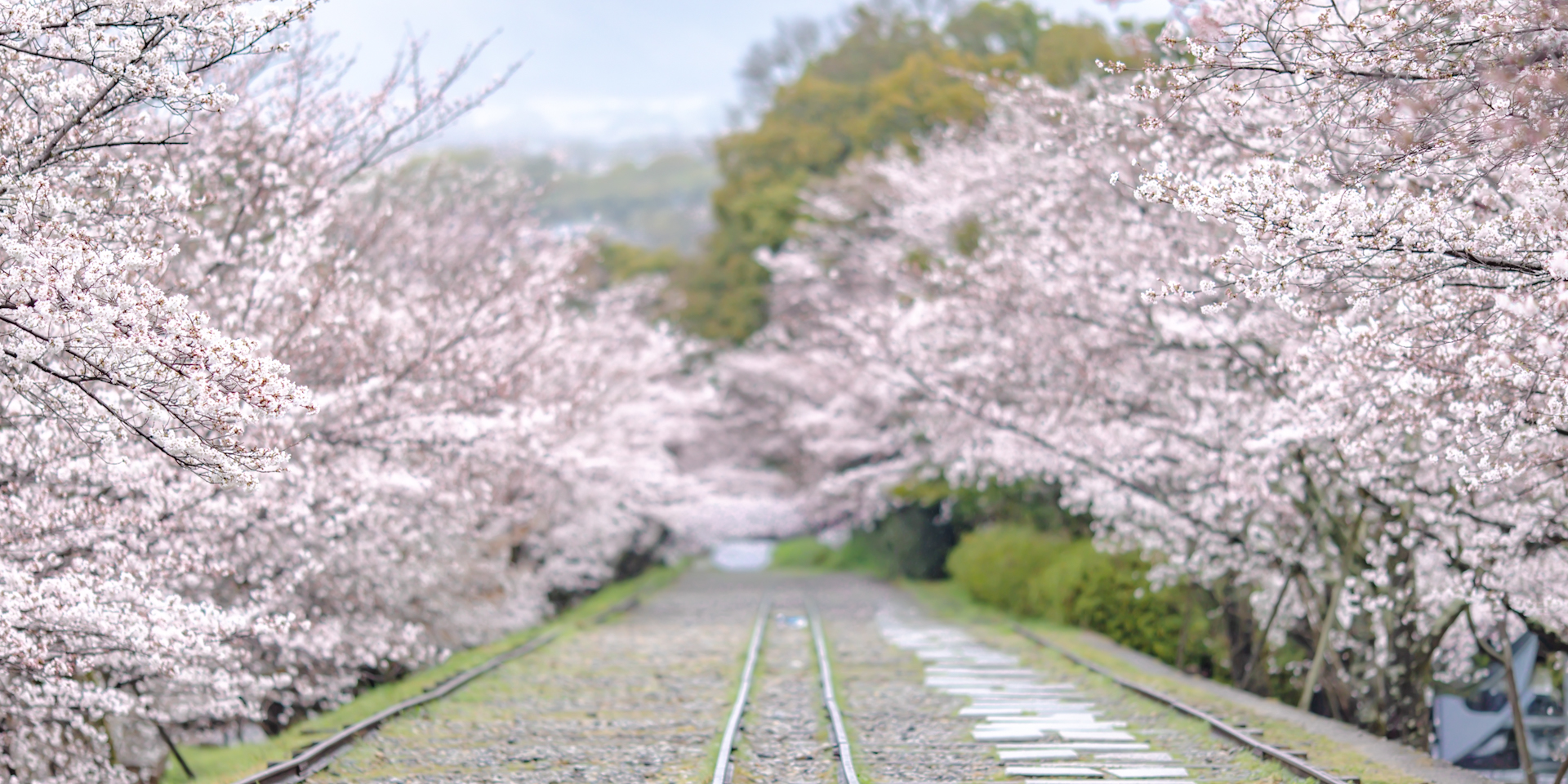 蹴上インクラインの桜