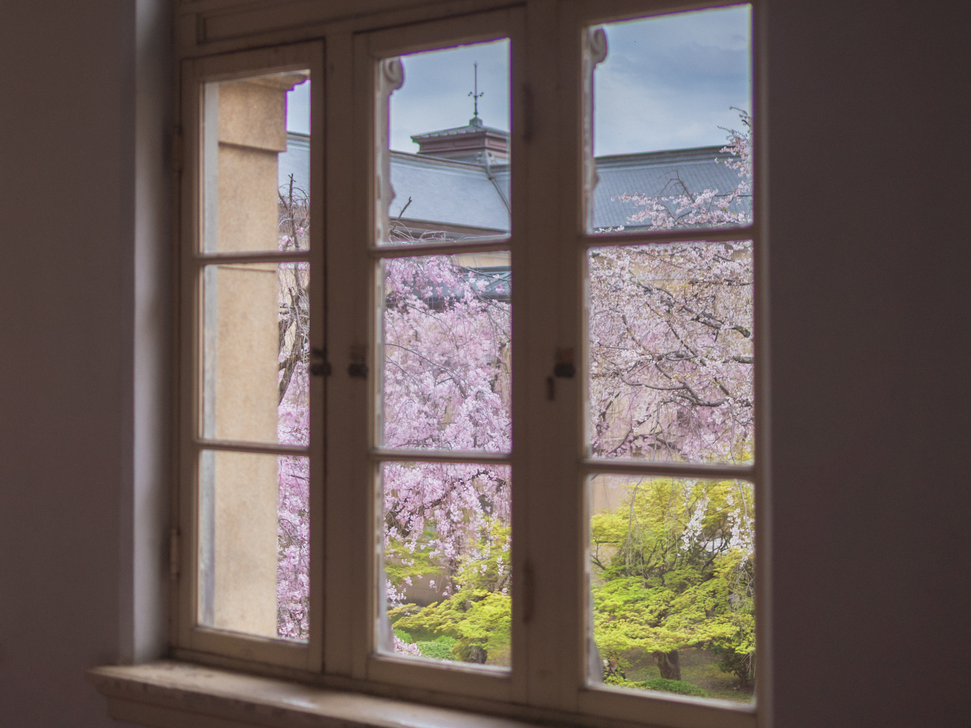 京都府庁旧本館の桜
