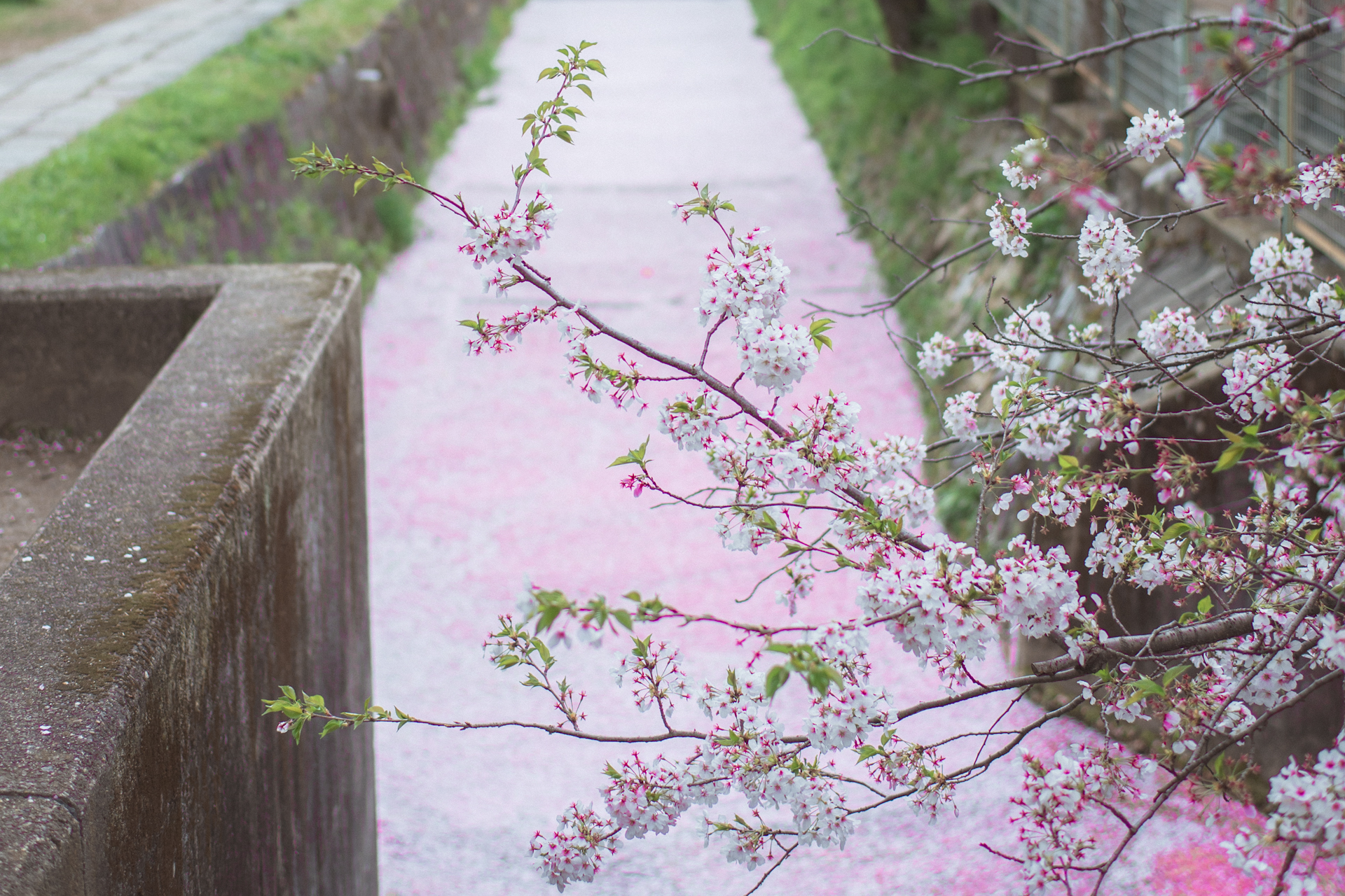哲学の道の桜と花筏