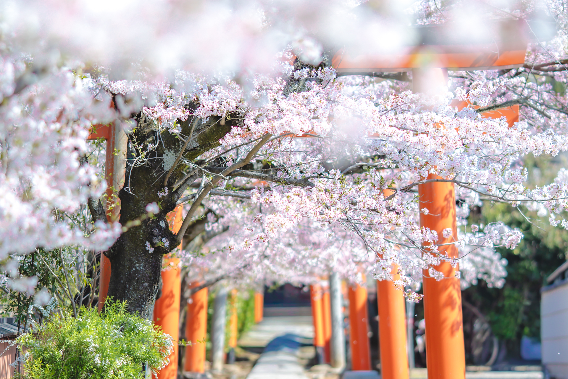 竹中稲荷社の桜と鳥居