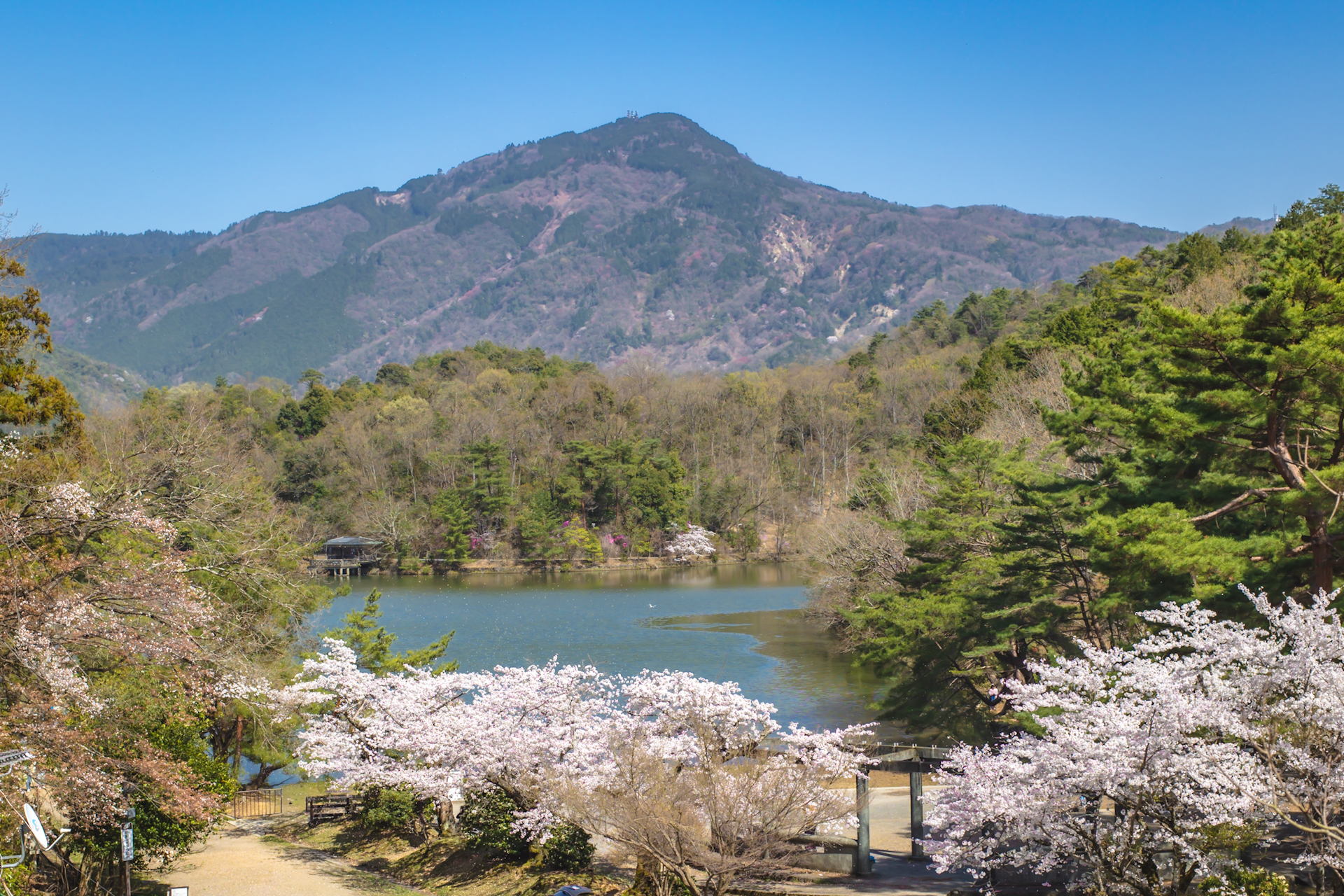 宝ヶ池公園の桜と比叡山