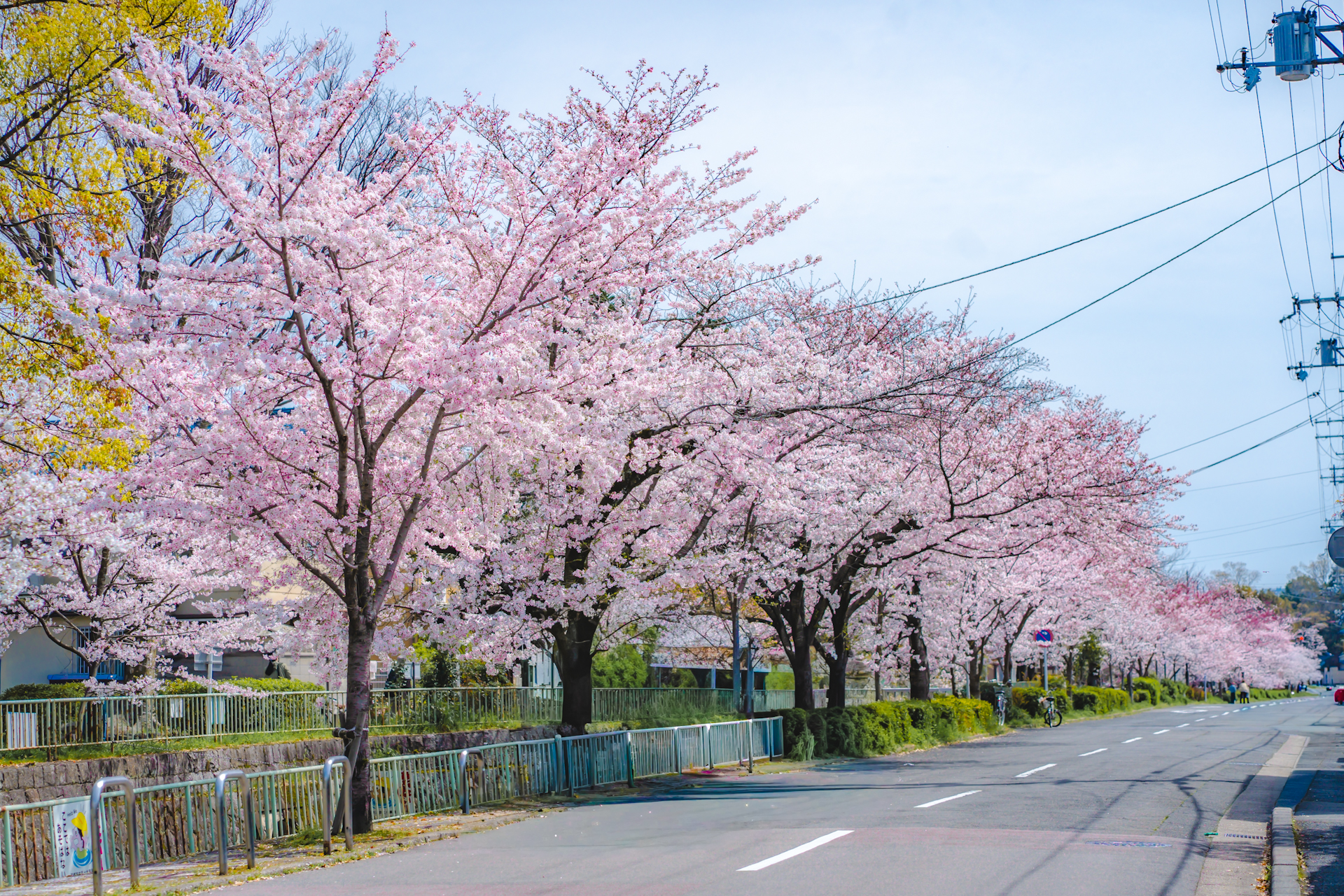 西伊織橋近くの白川疎水桜並木