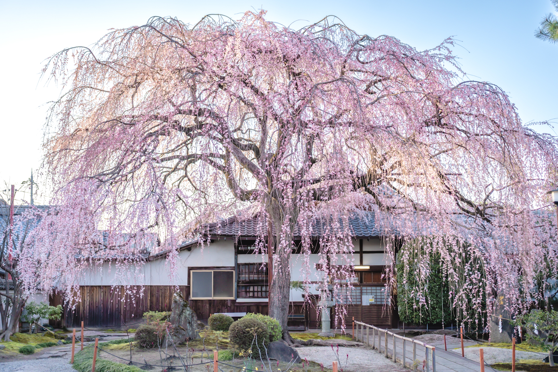本満寺のしだれ桜