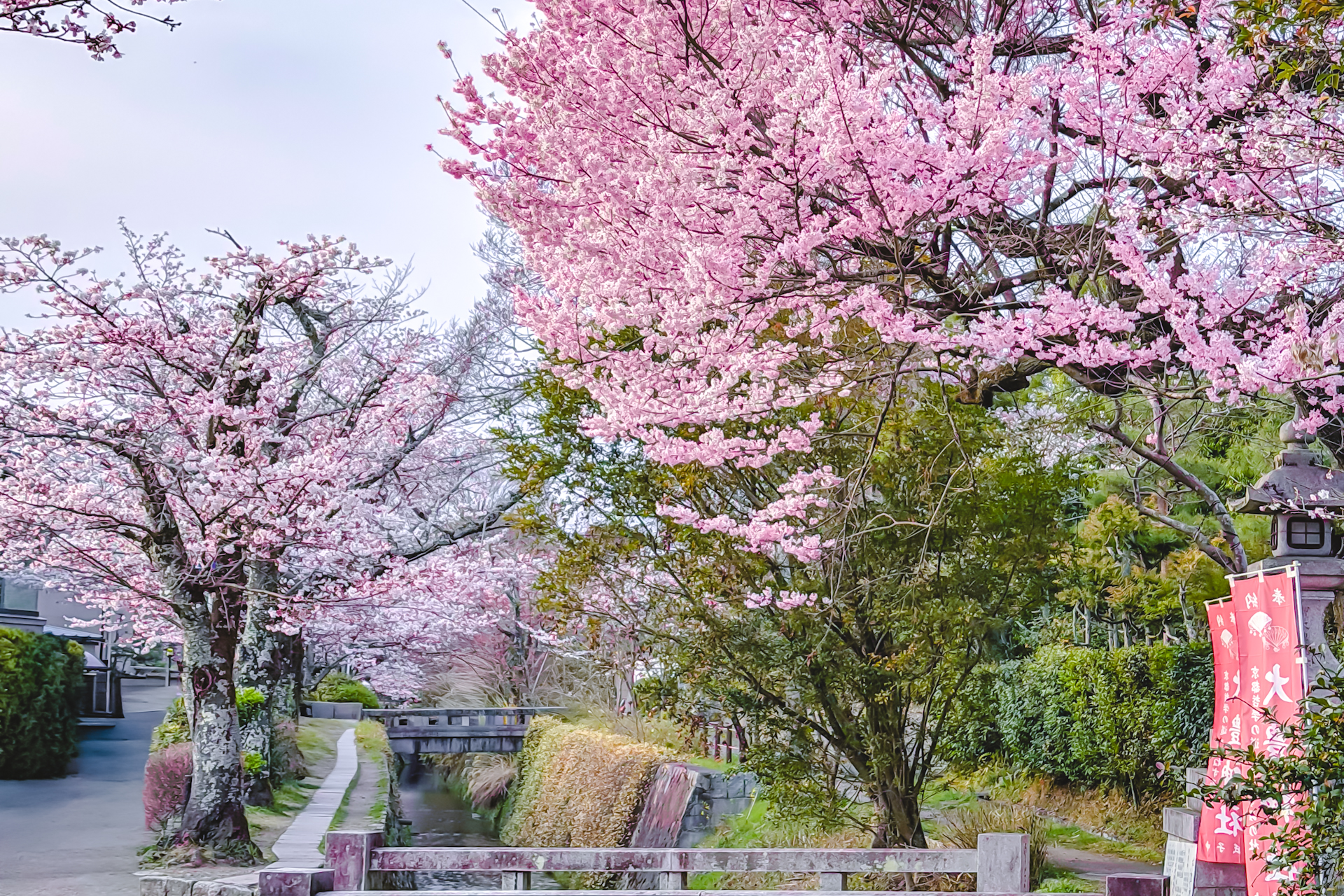 哲学の道、大豊橋の桜