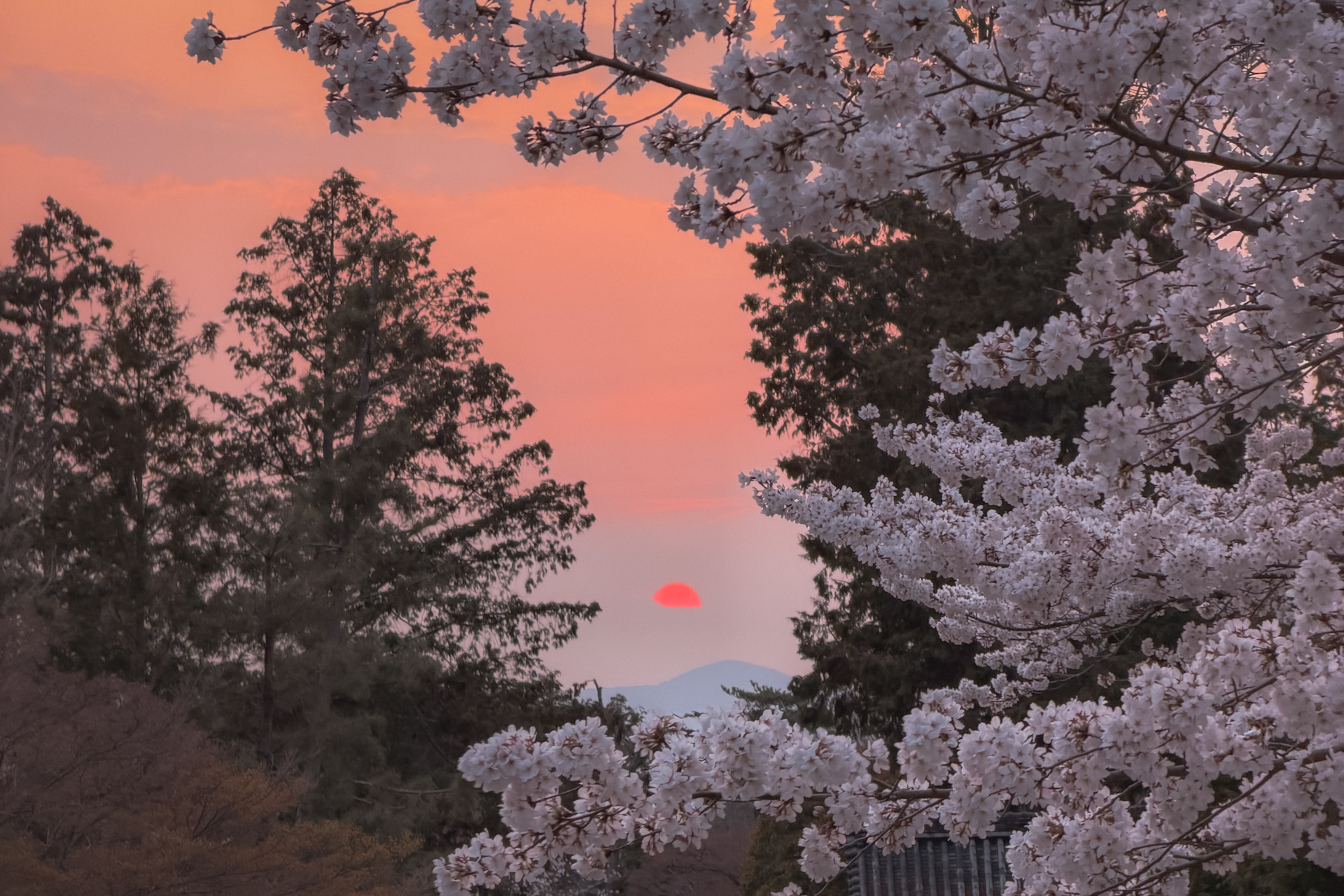南禅寺の桜と夕焼け