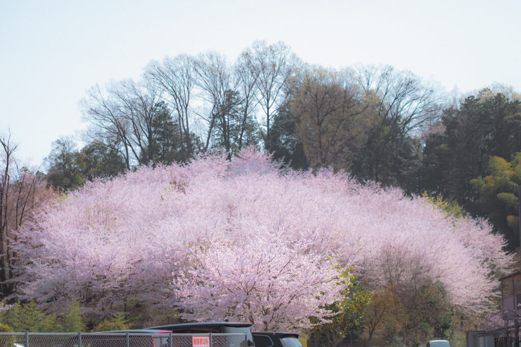 岩倉長尾公園から望む妙満寺の桜山 洛北を代表する桜の借景