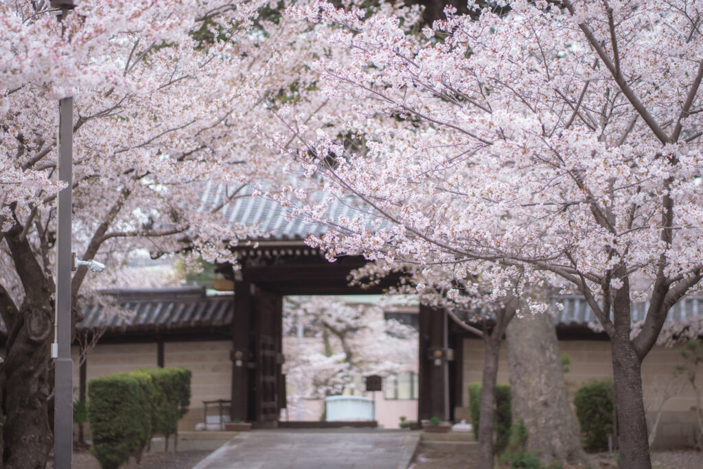 本願寺山科別院の境内に咲き乱れる満開の桜 山科を代表する桜の穴場スポット