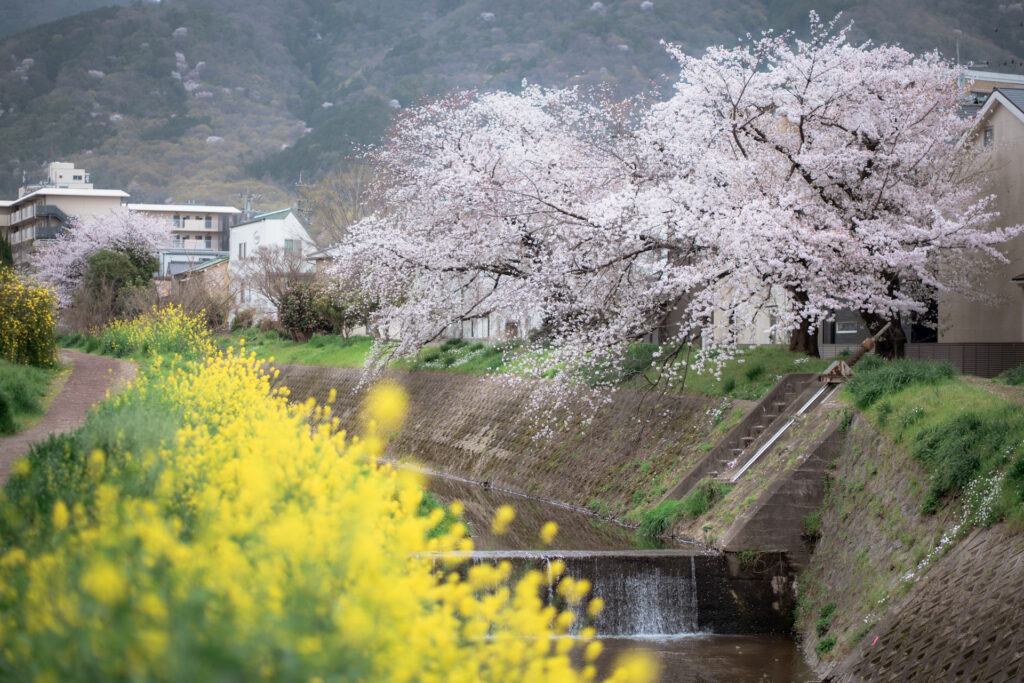 山科の東野駅付近にある音羽川沿い遊歩道の桜並木