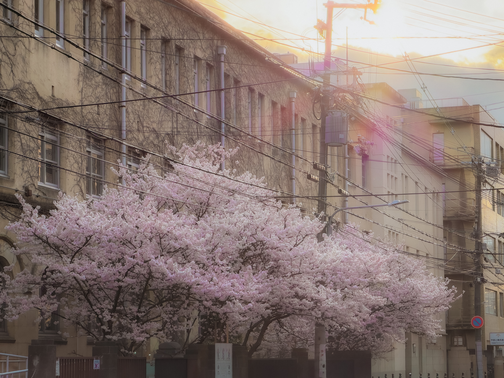 京都市内にある成徳学舎の春めき桜