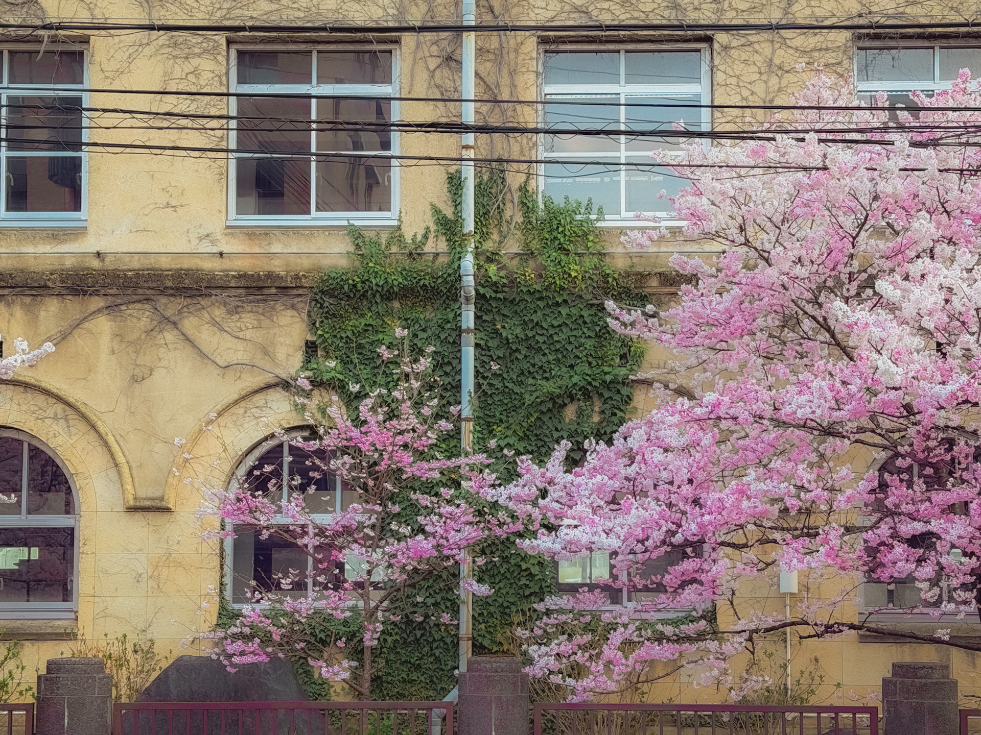 成徳学舎の歴史的な校舎と満開の春めき桜