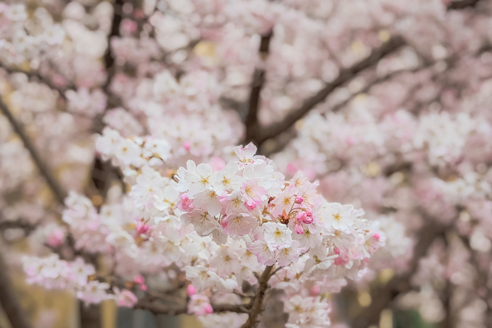 春めき桜の花のクローズアップ