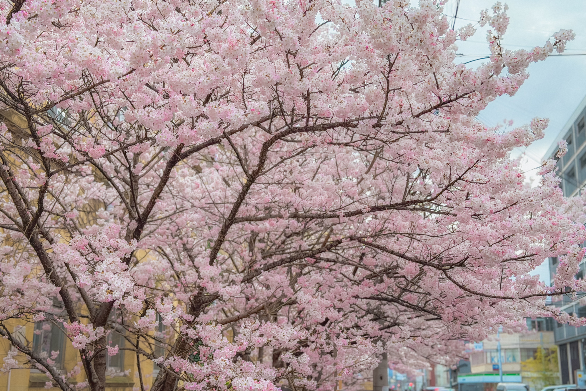 校舎の壁面と春めき桜のコントラスト