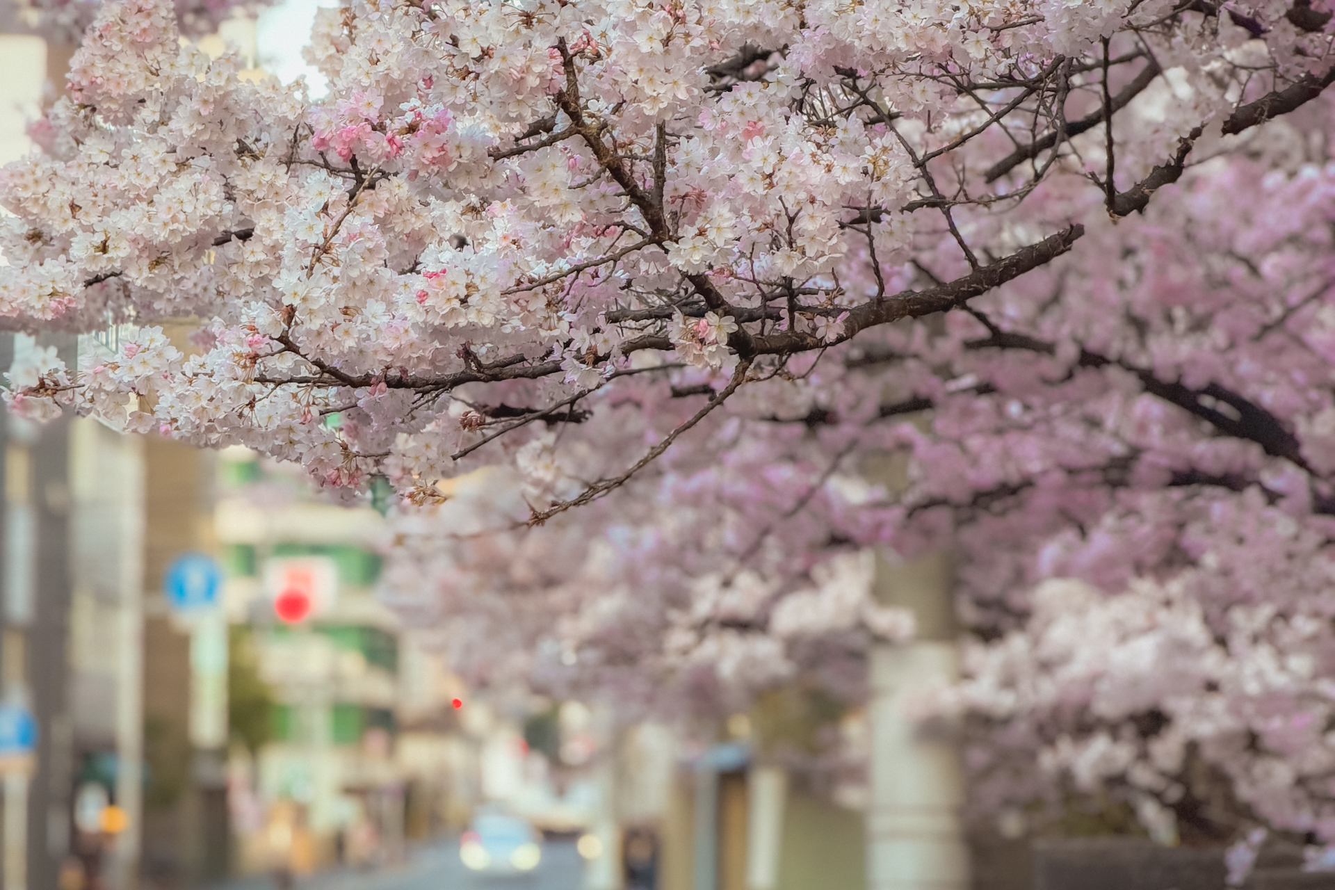 高辻通の街並みと桜の風景