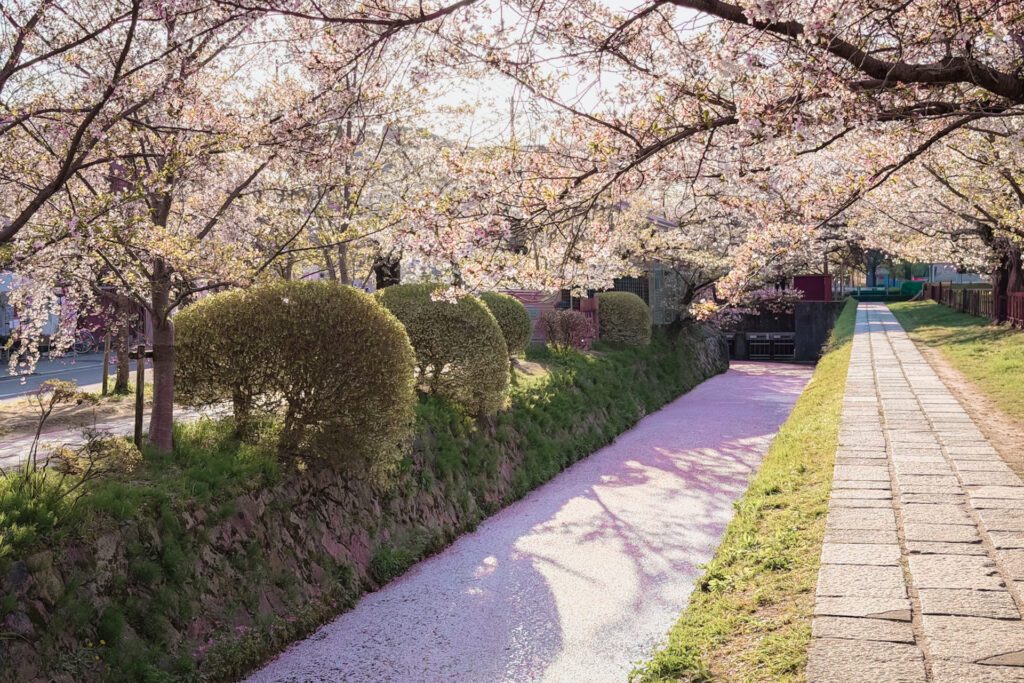 哲学の道にできた花筏