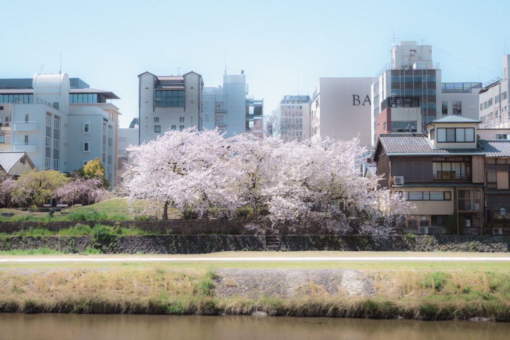 京都の鴨川に面した先斗町公園の桜 満開のソメイヨシノと東山の遠景 混雑の少ない早朝の撮影