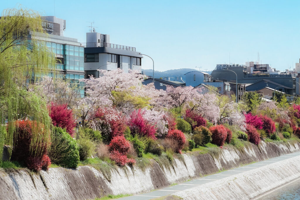 三条大橋の南側、三条京阪の鴨川沿いに咲く桜
