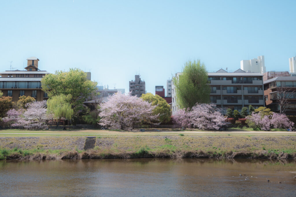 京都 鴨川 丸太町橋付近の桜並木 広い芝生と開放的な散策路の穴場